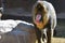 Pink Nose on an Adult Female Mandrill Monkey