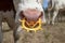 Pink nose of a cow with spiked nose ring, a maverick calf weaning ring of yellow plastic