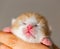 Pink nose and lips of newborn kitten. Closeup of tiny kitten with the Eyes Still Closed. Baby kitten in caring hands