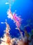 Pink nudibranchs in the mediterranean sea