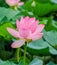 Pink nuphar flowers, green field on lake, water-lily, pond-lily, spatterdock, Nelumbo nucifera, also known as Indian lotus