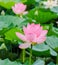 Pink nuphar flowers, green field on lake, water-lily, pond-lily, spatterdock, Nelumbo nucifera, also known as Indian lotus