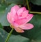 Pink nuphar flowers, green field on lake, water-lily, pond-lily, spatterdock, Nelumbo nucifera, also known as Indian lotus