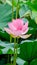 Pink nuphar flowers, green field on lake, water-lily, pond-lily, spatterdock, Nelumbo nucifera, also known as Indian lotus