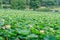 Pink nuphar flowers, green field on lake, water-lily, pond-lily, spatterdock, Nelumbo nucifera, also known as Indian lotus