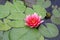 Pink nymphaea flowers