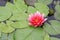 Pink nymphaea flowers