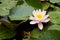 Pink nymphea, water lily in the pond, flowers close-up.