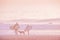 Pink Ocean Landscape in Sunset Time Background with Sandy Beach and Wavy Sea. Surfers and dog stand on the beach with