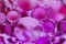 Pink Oil bubbles macro colourful background