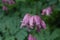 Pink Old Fashioned Bleeding Heart Flowers in a Garden