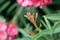 Pink oleander buds. Nerium oleander. Floral background. Selective focus