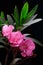 Pink oleander flower