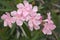 Pink oleander flower