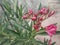 Pink oleander flower 3 in the garden