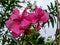 A pink oleander flower with beautiful blurry background