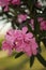 Pink oleander flowers