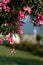 Pink oleander flowers with copy space