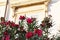 Pink oleander flowers with green leaves against the background of a baroque Sicilian tenement house