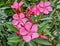 Pink oleander flowers natural bouquet