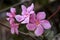 Pink oleander flowers, nerium oleander flowers