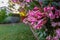 Pink oleander flowers next to lawn being watered in backyard