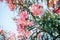 Pink oleander flowers at the seaside summer landscape