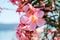Pink oleander flowers at the seaside summer landscape