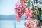 Pink oleander flowers at the seaside summer landscape