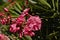 Pink Oleander flowers, selelctive focus - Nerium oleander