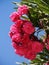 Pink oleander full bloom flowers closeup