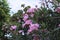 Pink Oleander Nerium Flower bloom in summer