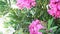 Pink oleander shrub, mediterranean plant