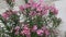 Pink oleander tree in blossom nerium oleander