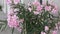Pink oleander tree in blossom Nerium oleander