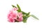 Pink oleander on white background