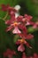 Pink Oncidium Orchid, Dancing Lady Orchid