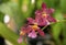 Pink Oncidium Orchid, Dancing Lady Orchid