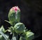 Pink opening bud of blooming Dianthus caryophyllus, carnation or clove pink, Close up macro, Selective focus, bokeh dark