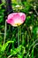 Pink opium poppy are blooming with green leaves