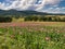 Pink Opium Poppy field in a rural landscape