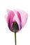 Pink opium poppy flower