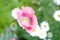 Pink Opium Poppy unfurls surrounded with white daisy