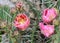 Pink Opuntia humifusa flower, devil`s-tongue Limba Soacrei,