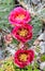 Pink Opuntia humifusa flower, devil`s-tongue Limba Soacrei,