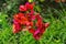 Pink Orange Bougainvillea Easter Island Chile