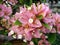 Pink orange bougainvillea flower bouquet on tree