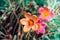 Pink and orange Common Purslane flower