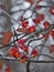 Pink and Orange Flowers of Spindle Tree