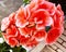 Pink orange pelargonium flower